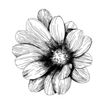 Vector Drawing Of Osteospermum Flower, Botanical Illustration. Black And White Line Illustration On A White Background. Vector Flower Isolated On White.