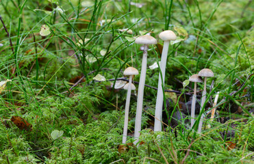 Poster - Protostropharia alcis mushrooms growing on moose dung in natural environment