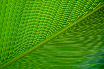 Green leaves texture for wallpaper or abstract background. 