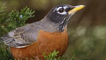 American Robin Feasts On Wild Blue Berries Extreme Close Up Macro Video