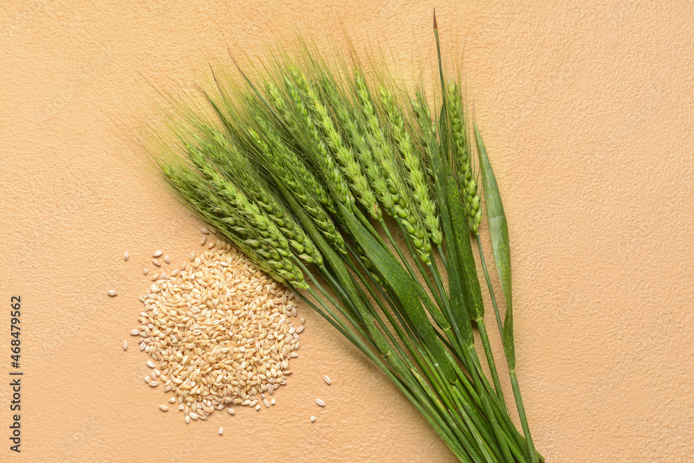 Green wheat spikelets and grains on color background