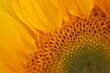 Sunflower super macro