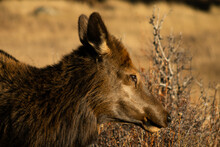 Female Elk In Rocky Mountain National Park