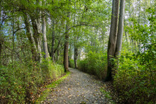 Well Paved Gravel Path In The Park Covered With Fall Leaves And Tall Green Trees Grew On Both Sides