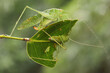 Two green katydids are looking for food in the bushes.