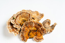 Trametes Versicolor Is A Polypore Mushroom, Commonly Known As Turkey's Tail. Isolated On White Background.