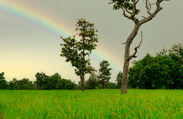 Wall Mural - Rice plantation. Green rice paddy field. Rice growing agriculture. Green paddy field. Paddy-sown ricefield cultivation. The landscape of agricultural farm with rainbow on the sky in the rainy season.