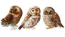 Set Of Birds Owl On An Isolated Background, Wildlife Watercolor Hand Drawing, Forest Bird