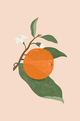 hand drawn orange design resource vector