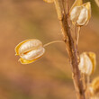 Macro view of the dry squill seed capsule
