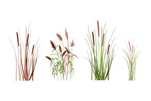 Silhouette Of Reeds, Sedge, Cane, Bulrush, Or Grass On A White Background.Vector Illustration.