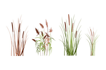 silhouette of reeds, sedge, cane, bulrush, or grass on a white background.vector illustration.