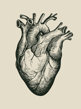 Hand-drawn Human Heart. Detailed Pencil Drawing On An Old Paper. Anatomically Correct Vector Illustration Of An Internal Organ In The Style Of Engraving. Suitable For T-shirt Design, Tattoo, Poster