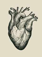 Hand-drawn human heart. Detailed pencil drawing on an old paper. Anatomically correct vector illustration of an internal organ in the style of engraving. Suitable for T-shirt design, tattoo, poster