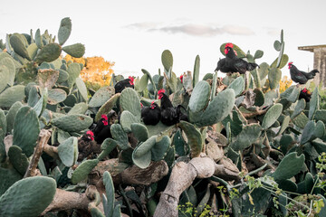 Canvas Print - A flock of black roosters and hens, free range in a field, perched on Opuntia prickly pear pads