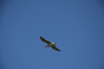 Poster - Beautiful scene of a Blue sky and an albatross bird flying