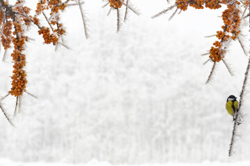 Wall Mural - branches of sea buckthorn with frozen berries covered of hoarfrost and snow in winter forest. there 