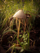 Pleated Inkcap Mushroom Grows On A Grassy Verge