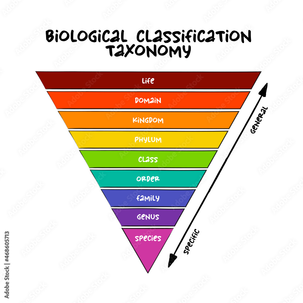 Biological classification taxonomy rank - relative level of a group of organisms (a taxon) in a taxonomic hierarchy, education concept for presentations and reports