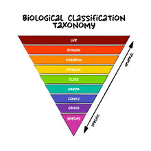 Biological Classification Taxonomy Rank - Relative Level Of A Group Of Organisms (a Taxon) In A Taxonomic Hierarchy, Education Concept For Presentations And Reports