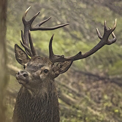 Poster - Selective of a male deer in a forest