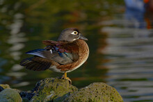 Adorable Female Carolina Duck Sitting On Stone At Lakeside