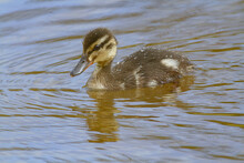 Calm Baby Mallard Swimming On Pond Water