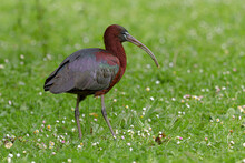 Plegadis Falcinellus Bird Walking On Blooming Grassy Meadow