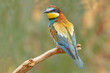 © ADDICTIVE STOCK - Bright bird on thin tree branch