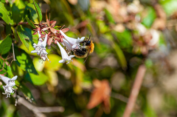 Sticker - Closeup shot of a bumblebee sitting on a flower and collecting nectar