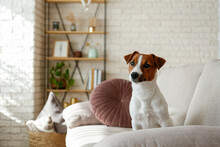 Curious Jack Russell Terrier Puppy Looking At The Camera Busking In The Sunlight. Adorable Doggy With Folded Ears, Alone On The Couch At Home. Close Up, Copy Space, Cozy Interior Background