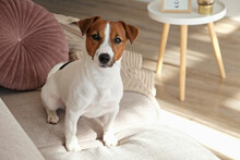 Curious Jack Russell Terrier Puppy Looking At The Camera Busking In The Sunlight. Adorable Doggy With Folded Ears, Alone On The Couch At Home. Close Up, Copy Space, Cozy Interior Background