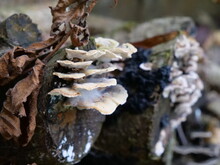 Fungi Growing On A Tree Trunk