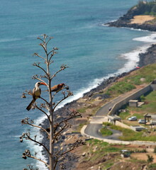 Wall Mural - West Africa. Senegal. A red-billed toko sits on a branch of a dried tree against the background of the Atlantic Ocean waters in the capital city of Dakar.