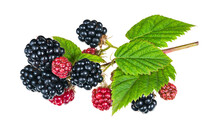 Beautiful Ripe And Ripening Blackberries On Twig Isolated On White Background. Rubus Fruticosus. Closeup Of Black Or Red Berries And Green Leaves On Nature Bramble Branch. Healthy Summer Forest Fruit.