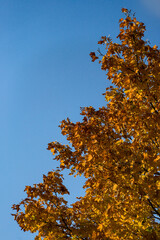 Canvas Print - Low angle shot of a blooming tree turning to autumn colors