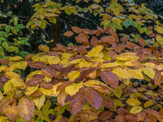 Wall Mural - Herbstwald