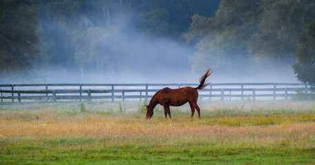 One brown Horse grazing in pasture meadow in early morning blue grey fog