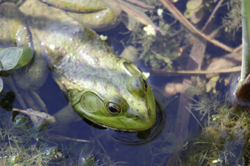 Sticker - Closeup shot of a green frog over the river water surface in the shade of the tree