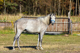 Siwy koń stojący na wybiegu