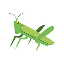 Green Cricket Insect