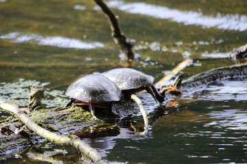 Wall Mural - Two turtles on the old piece of wood over the river water surface on a sunny day