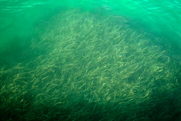 Beautiful abstract landscape image of lush green plants underwater