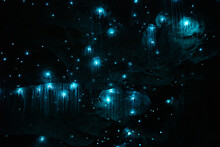 Glow Worms In The Okupata Cave, New Zealand
