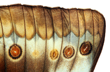 Aufkleber - colorful butterfly wing. tropical butterfly wing texture background