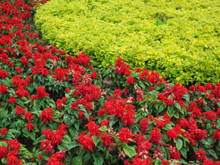 Flower beds in formal garden