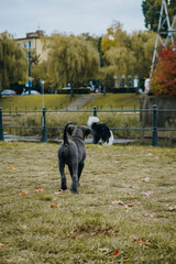 Poster - Vertical shot of a black cute Cane Corso puppy on a walk