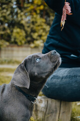 Poster - Vertical shot of a black cute Cane Corso puppy on a walk