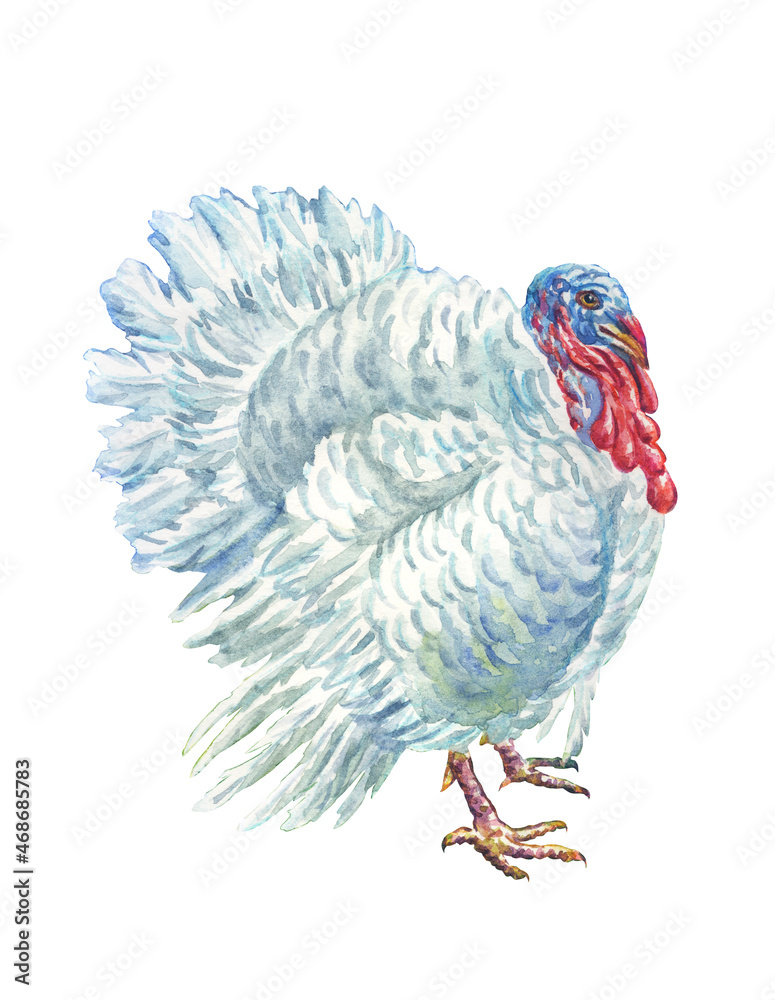 White turkey, poultry, watercolor clipart isolated on white background ...