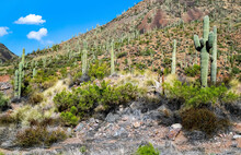 Saguaro Cactus Filling An Entire Mountainside In The Northern Part Of The Sonoran Desert In Arizona.